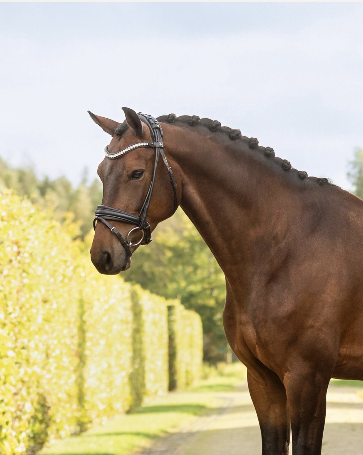 VV Sporthorses 