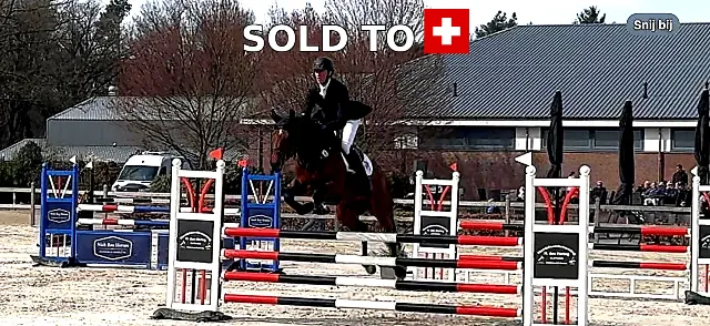 🌈 !! SOLD !! TE KOOP: Rainbow VM – 9-jarige talentvolle 1★ eventingmerrie, klaar voor 2★! → Rechtstreeks van de fokker