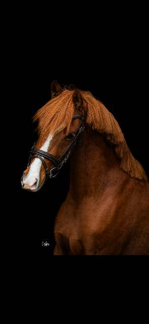 Poney C talentueuse 🇫🇷