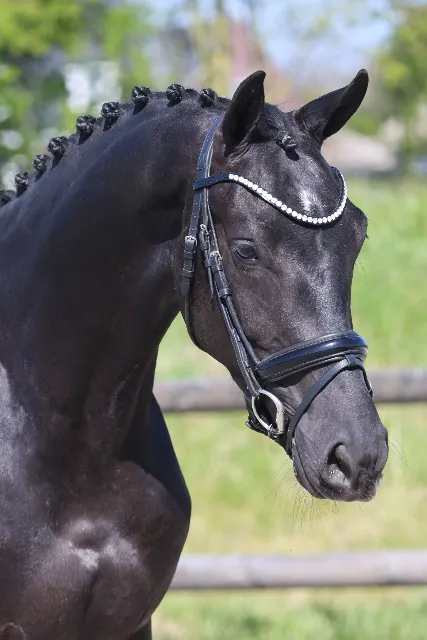Stunning, super-moving unridden gelding by For Ferrero