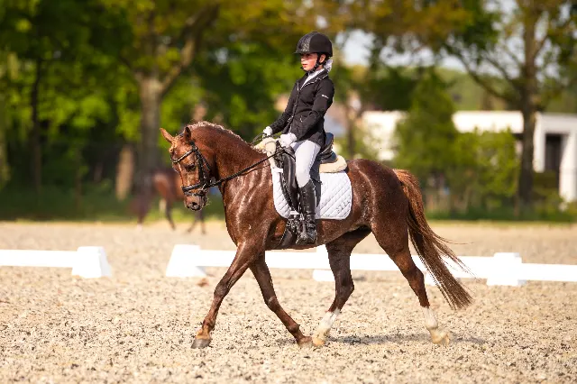 Adorable poney Welsh C pour enfants à vendre !