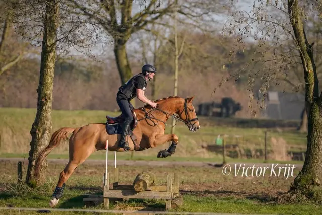 Good home wanted for sweet ex-sport gelding Migo