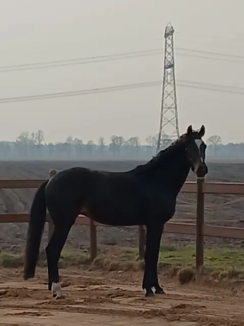 3歳のKWPN雌馬。
