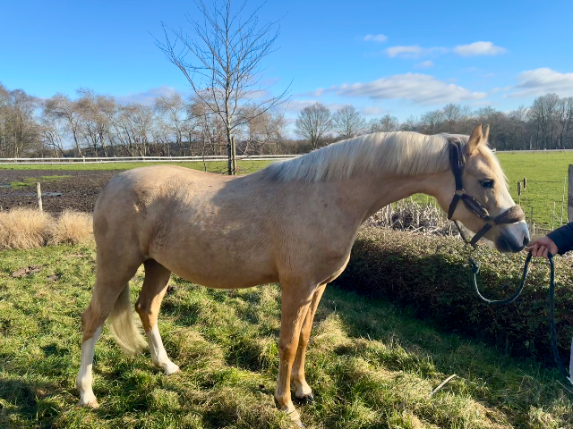 Beautiful Palomino D-pony