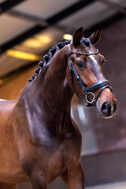 Talented 3-year-old gelding!