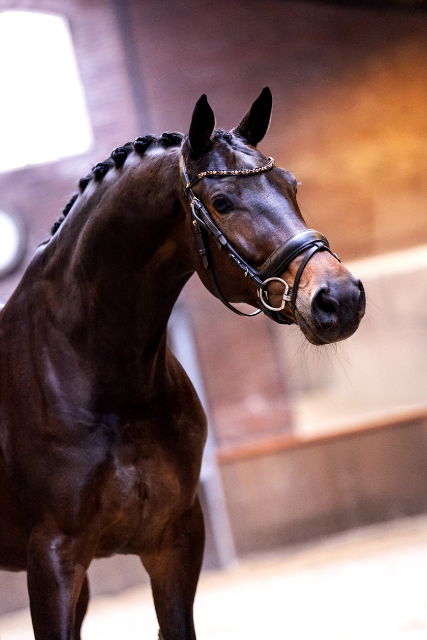 8-year-old Totilas mare for sport and breeding!