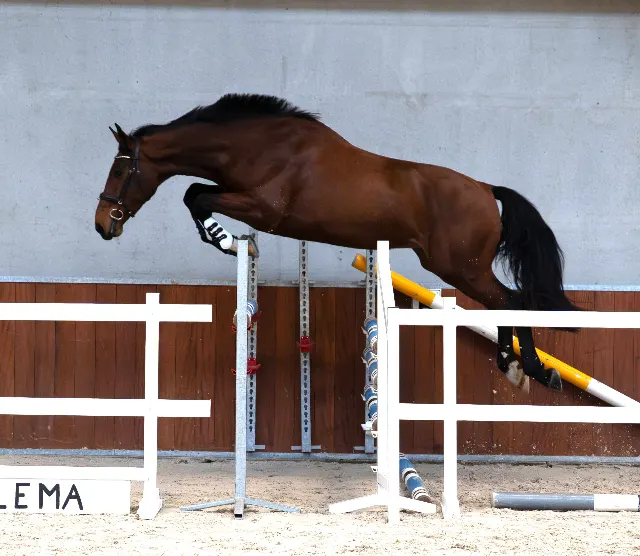 ⭐ Super Star SPE ( Impressive VDL * Jupilot * Jackson) Betrouwbare allrounder met gouden karakter