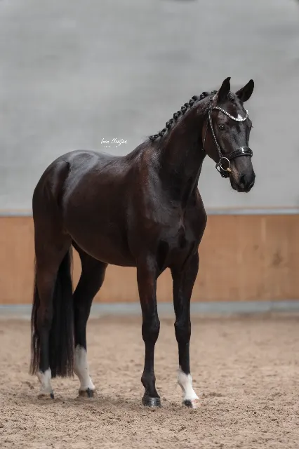 Cheval de sport de 3 ans