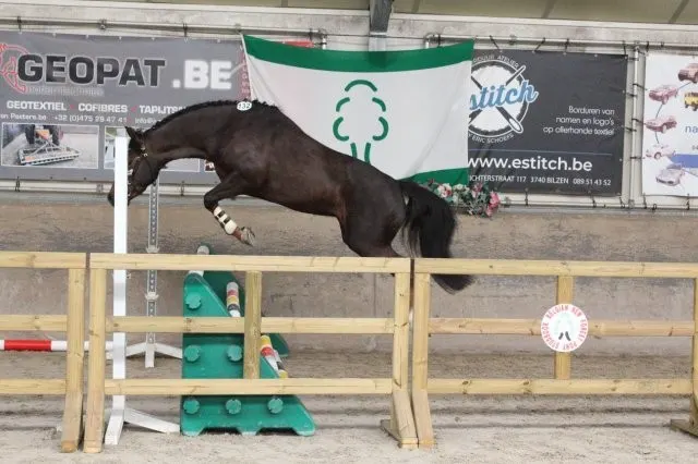 Hengst ter dekking