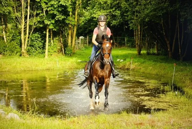 Fine sport horses from the breeder