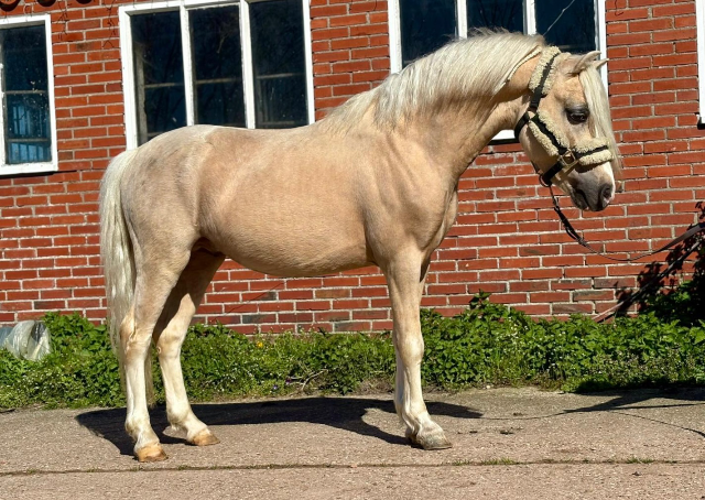 Hermoso semental palomino Welsh sección A