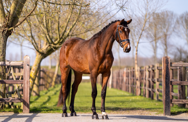 Excepcional yegua de 3 años Indian Rock x Flemming