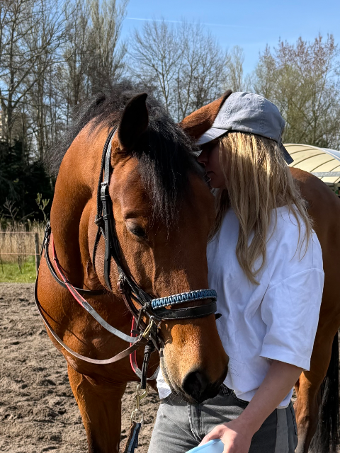 美しい6歳の去勢馬 (Franklin x Havidoff) – 穏やか、仕事熱心、熟練者向けのプロジェクト馬