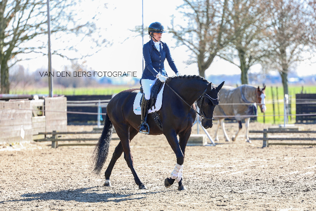 Beautiful black mare