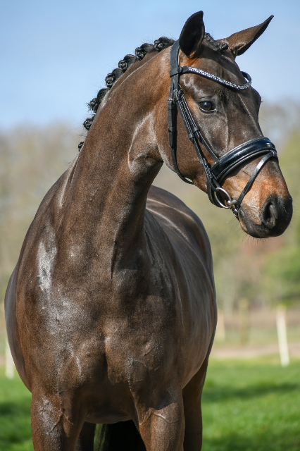 Unique 3-year-old by Sir Donnerhall