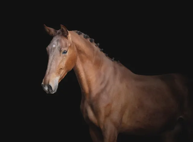 類まれな動きを見せる3歳の去勢馬（ゲルディング）