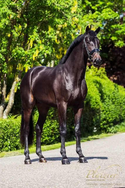 勇敢な6歳のセン馬