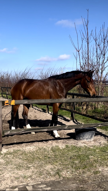 Powerful Eventing Mare