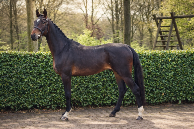Dressage horse