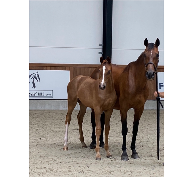 Top broodmare (Top fokmerrie)