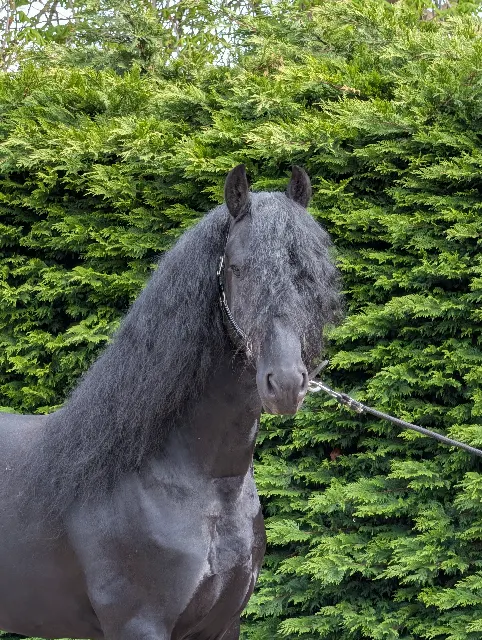 Mycket ståtlig vacker 5-årig Friesian hingst!!
