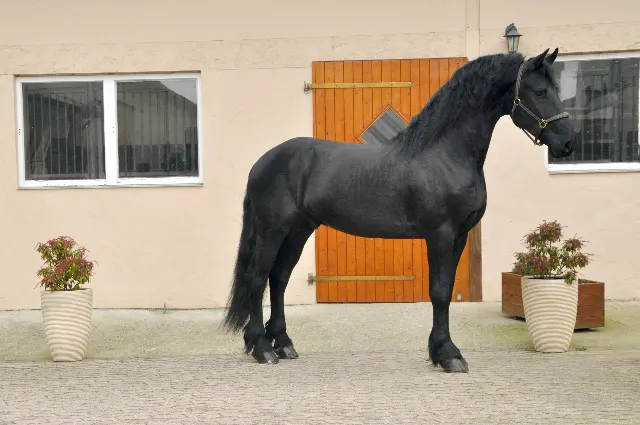 Großer lieber Hengst mit goldenem Charakter