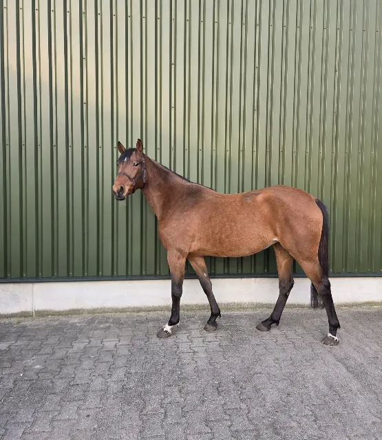 E-pony, horse bred 4 years old