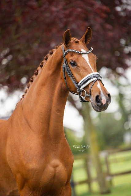 Talentvolle 6jr Merrie