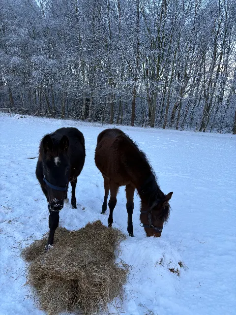 障害飛越用馬（スプリングフェールデン）