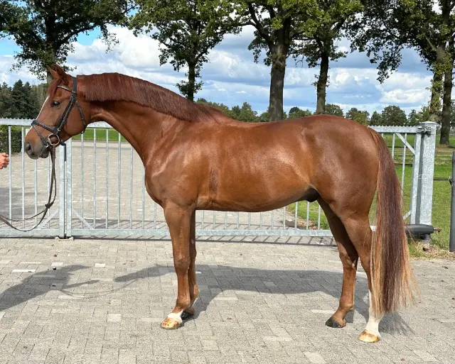 Hongre de 6 ans | cheval de sport compétitif et franc
