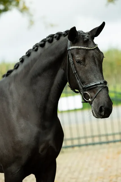 素敵なスポーツ牝馬の販売