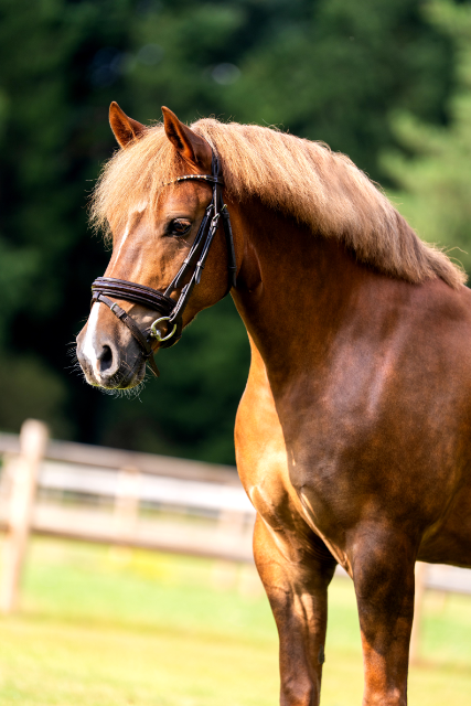 En venta: Poni clase D de 7 años por Don Bosco du Bois x Depardieu AT
