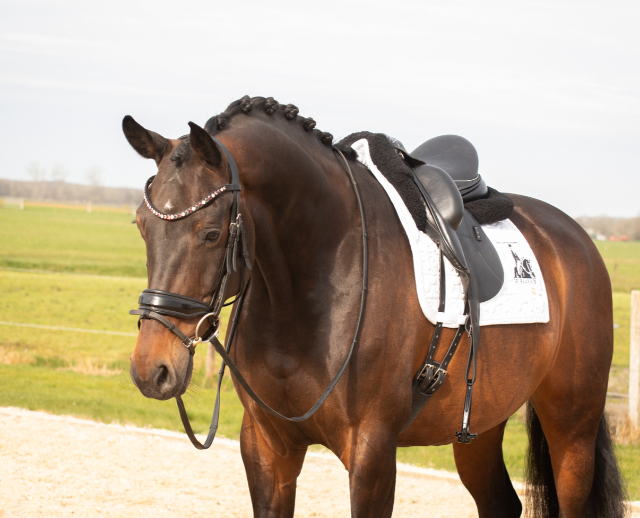 Attractive dressage mare by Governor