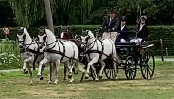 Pair of Welsh D-ponies (3 ponies)