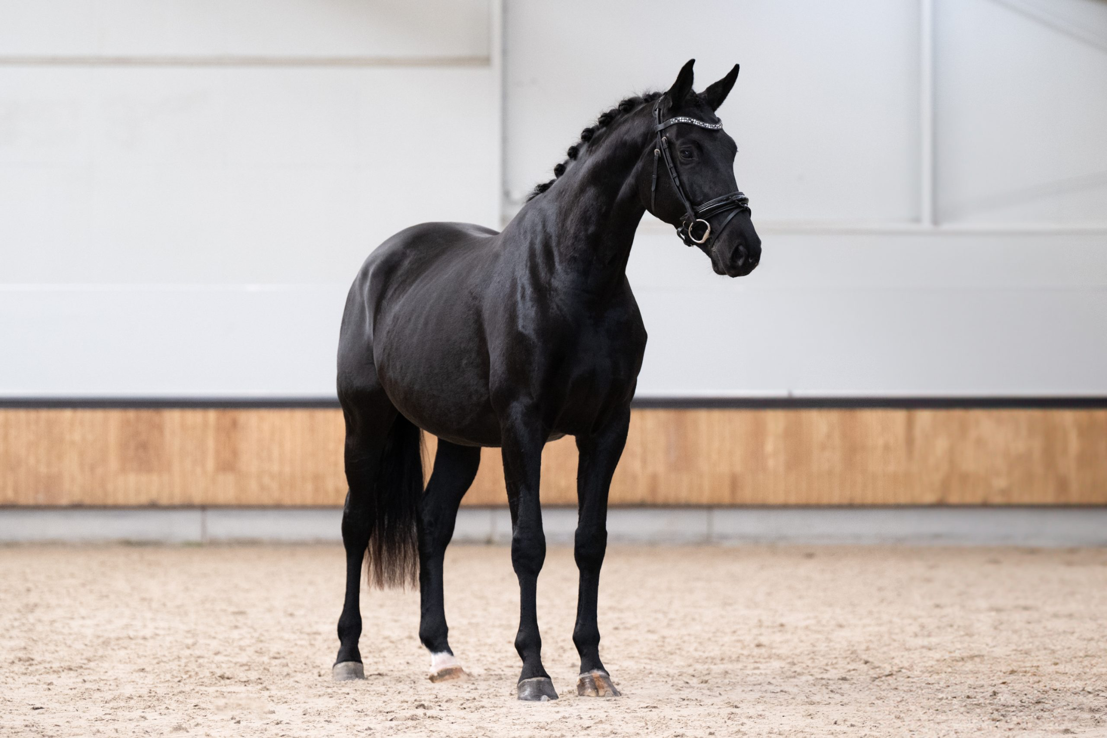 Zwarte Stermerrie met hengstveulen van Obsession Taonga (Ook te koop) Wegens inkrimping fokkerij te koop, 8 jaar