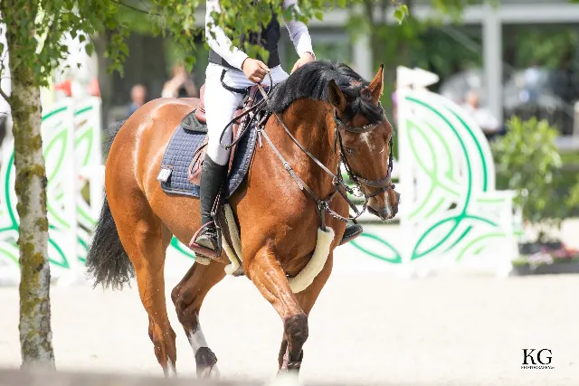 Schoolmaster showjumping mare for sale