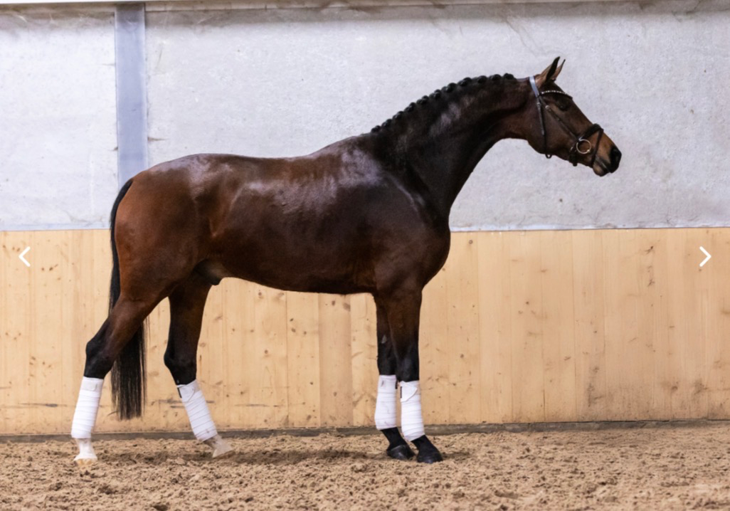 Knappe grote 4jr ruin v. Las Vegas