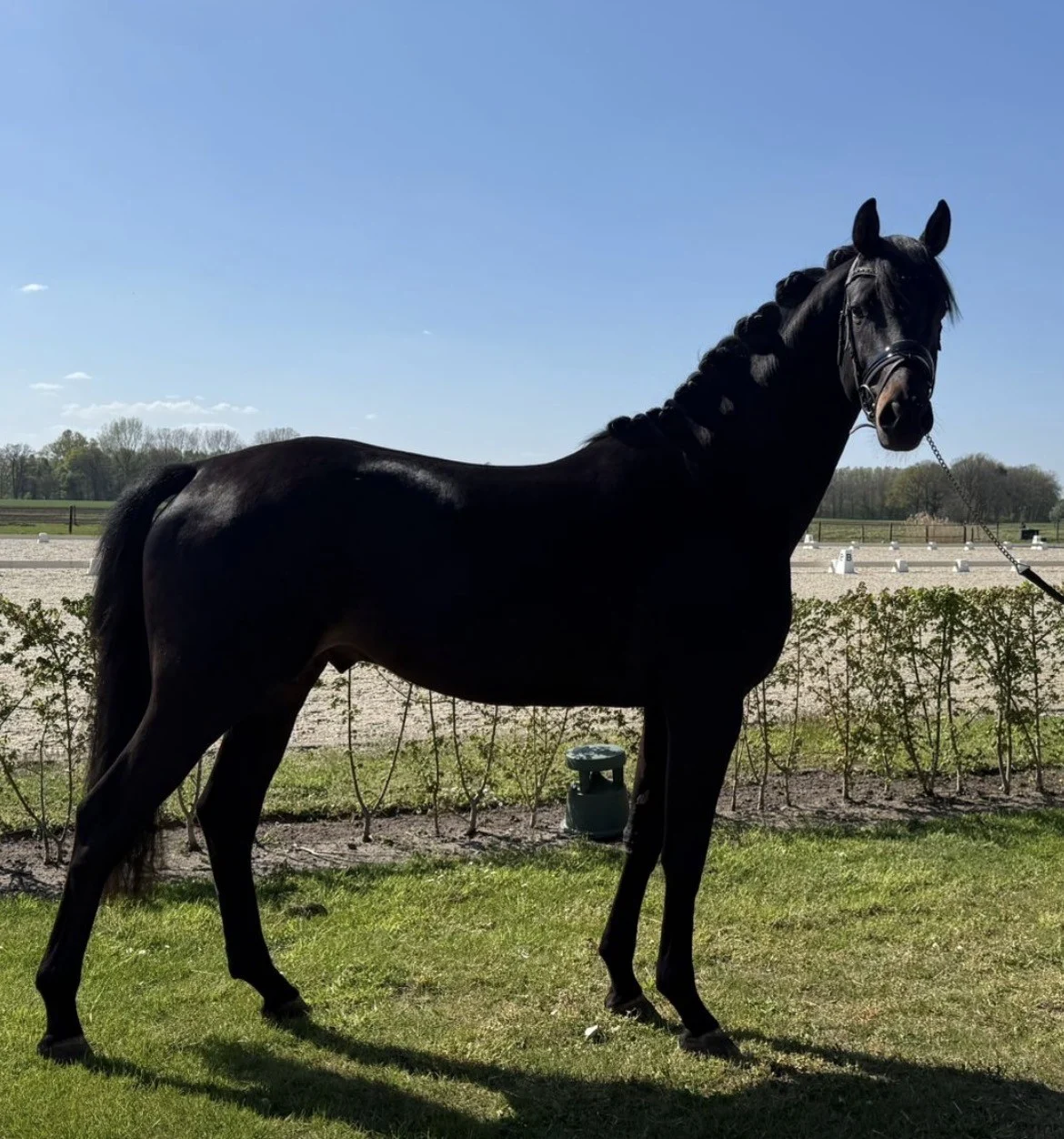 3 jarige hengst Mclaren x San Remo