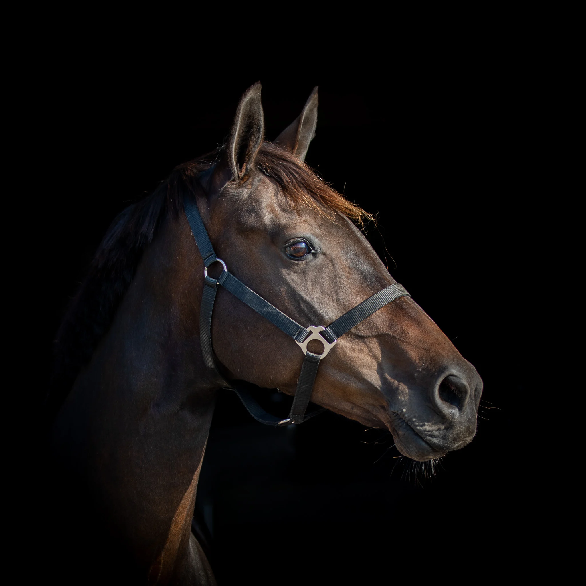 Interessante fokmerrie te koop!