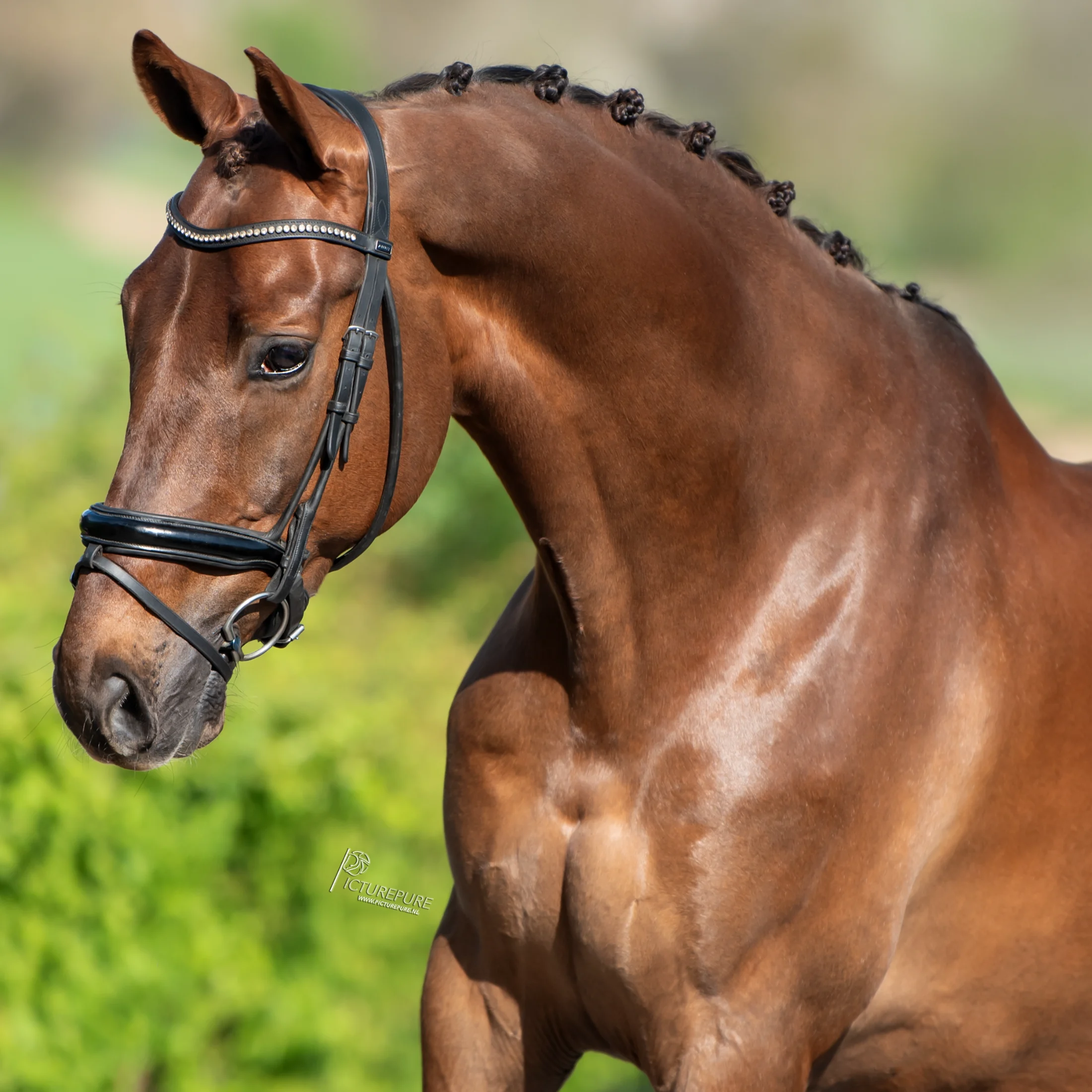 Talentvolle Z1-dressuurruin (Ferguson x Tuschinski)