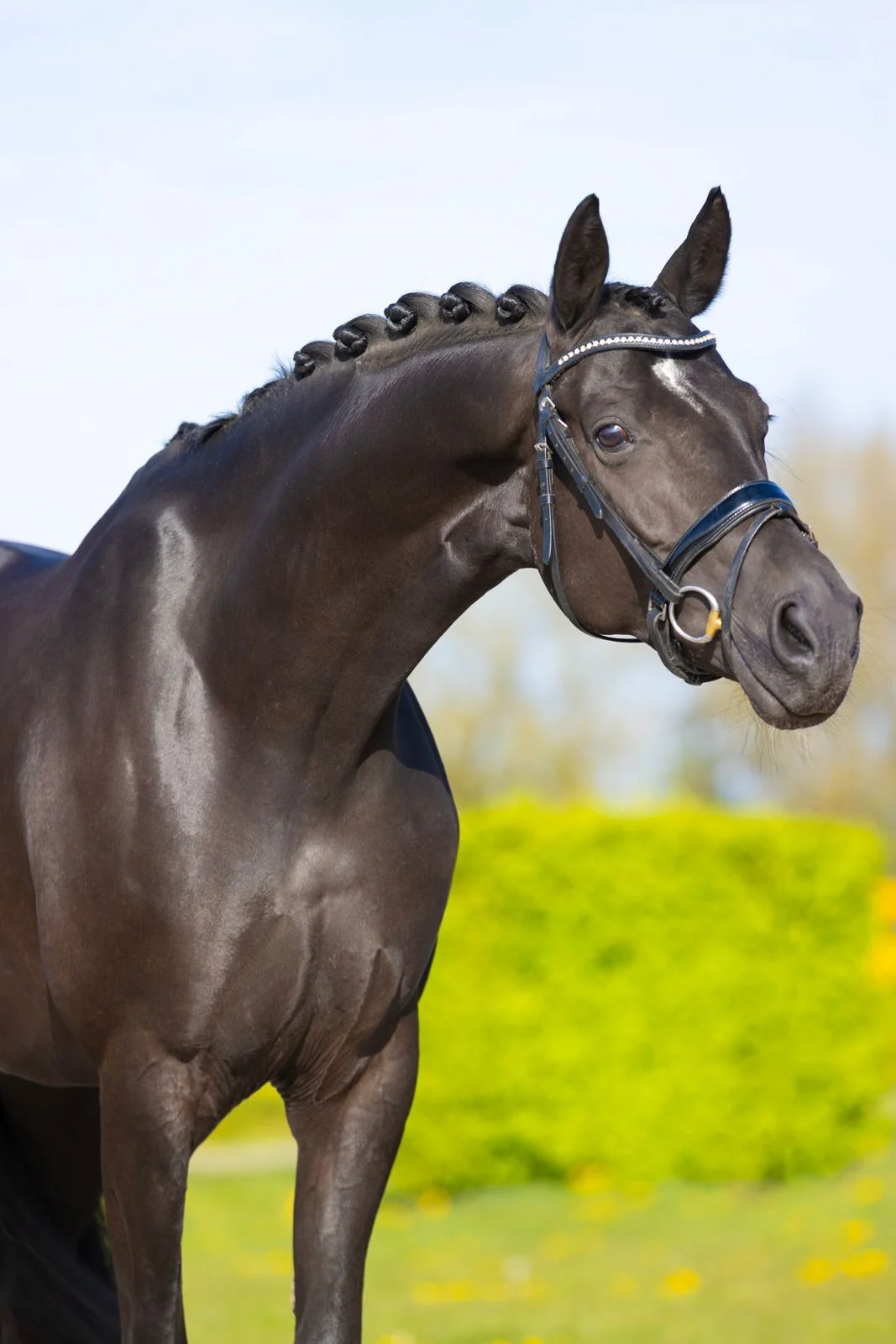 Prachtige Black Beaty!