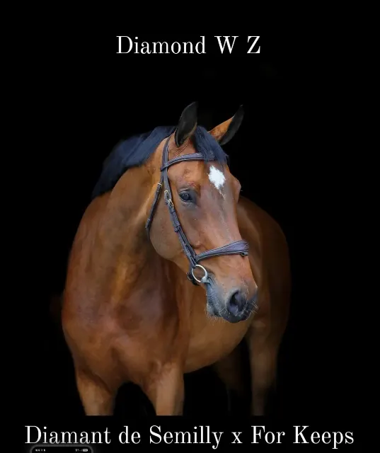Scopy 6y mare by Diamant de Semilly