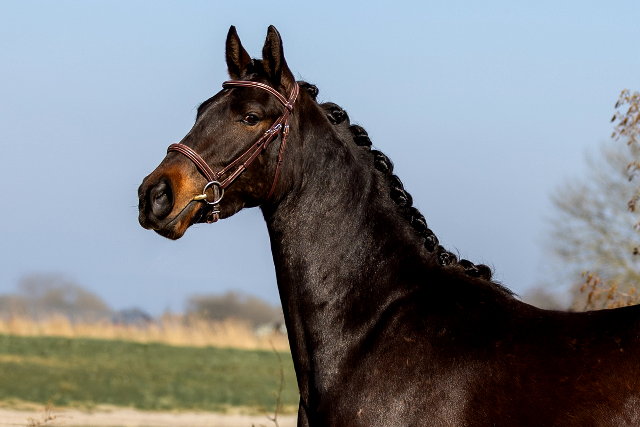 Triomphe Cohinoor de Journée – 3-year-old KWPN showjumping gelding