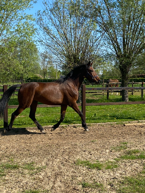 3 j dressuur merrie