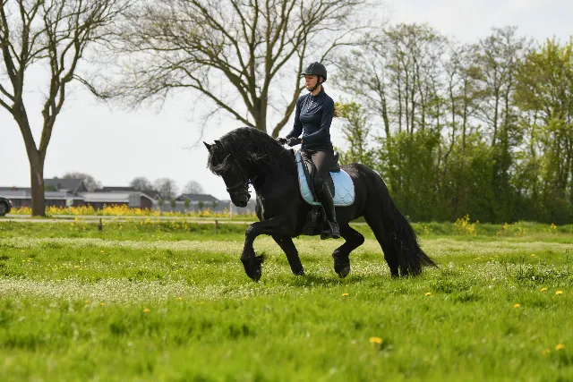 Sweet Friesian stallion Wappie