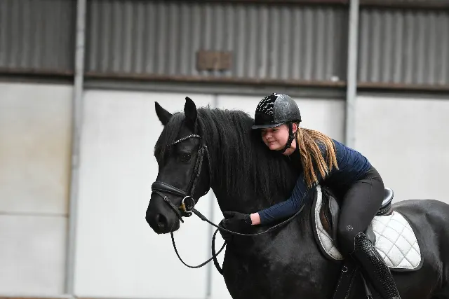Sweet Friesian stallion (gelding) Zifron