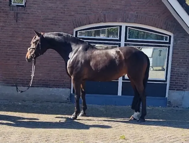 Super poney d'enfant très doux taille D
