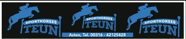 Stunning 12-year-old pinto stallion for sport and/or breeding