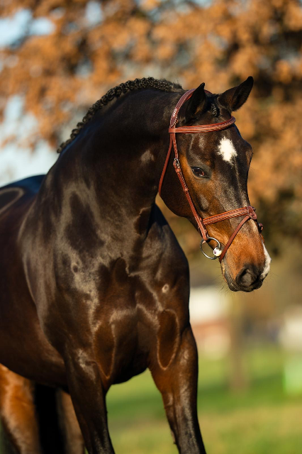 Gentil poney pour enfants à vendre !