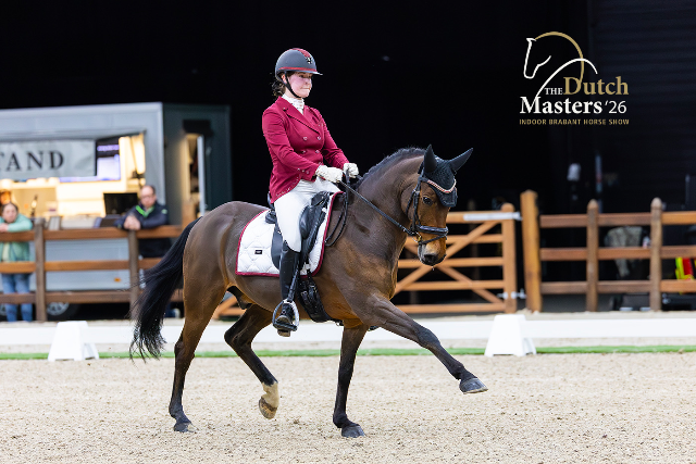 Z2 sport pony gelding